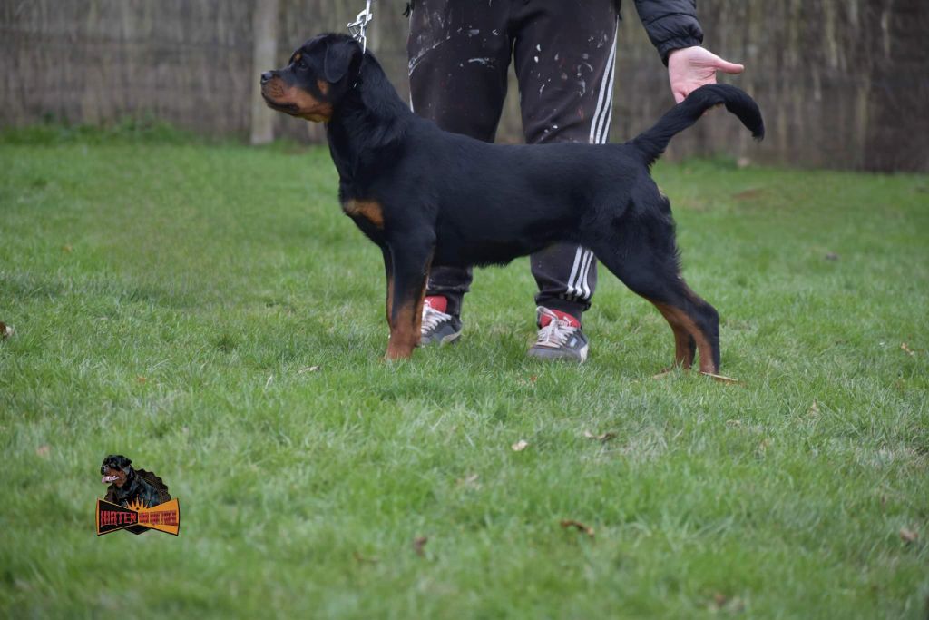 This bomb is mine Hirten Von Rottweil