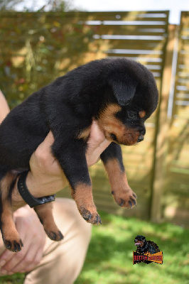 CHIOT Mâle ss collier 