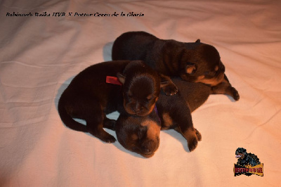 Hirten Von Rottweil - Rottweiler - Portée née le 25/05/2024