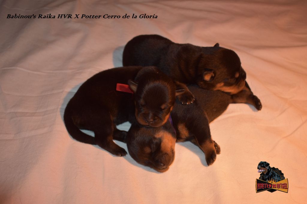 chiot Rottweiler Hirten Von Rottweil