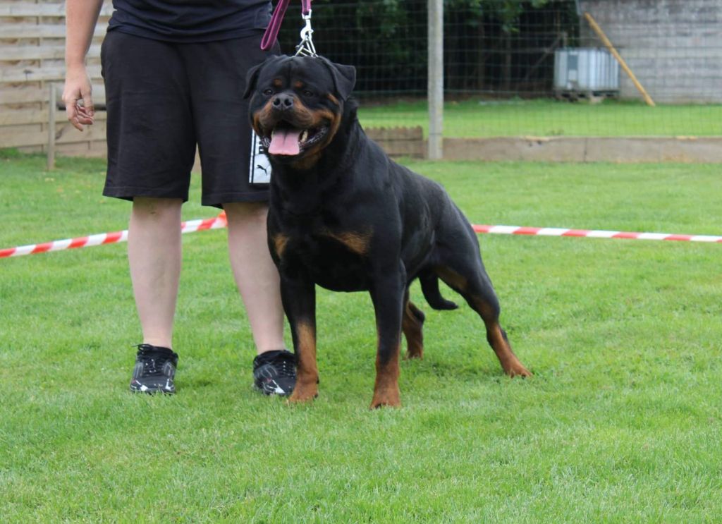 J-ch one million dollar baby Hirten Von Rottweil
