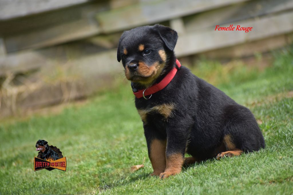 Hirten Von Rottweil - Chiots disponibles - Rottweiler