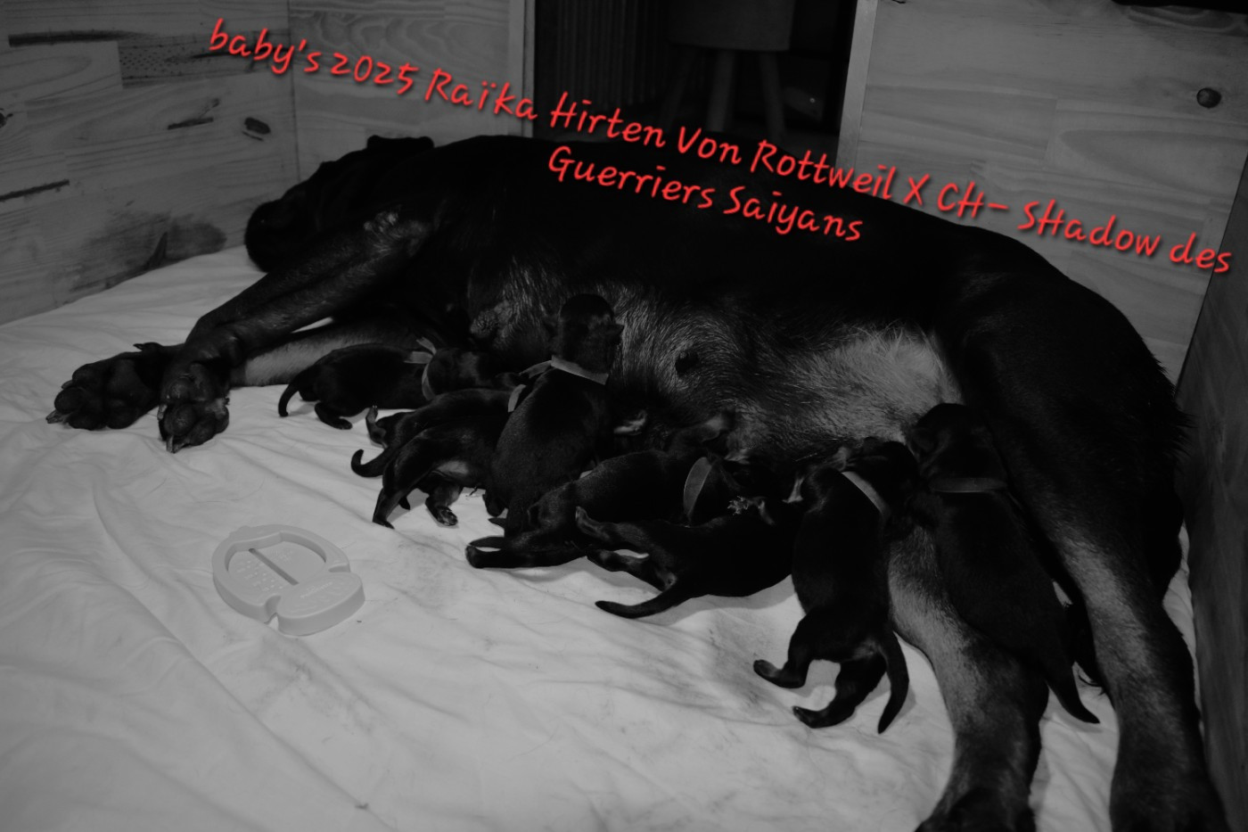 Hirten Von Rottweil - Rottweiler - Portée née le 08/09/2025