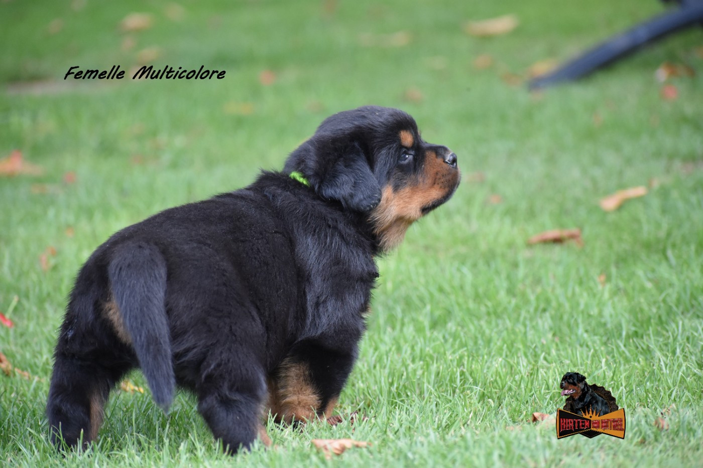Hirten Von Rottweil - Chiots disponibles - Rottweiler