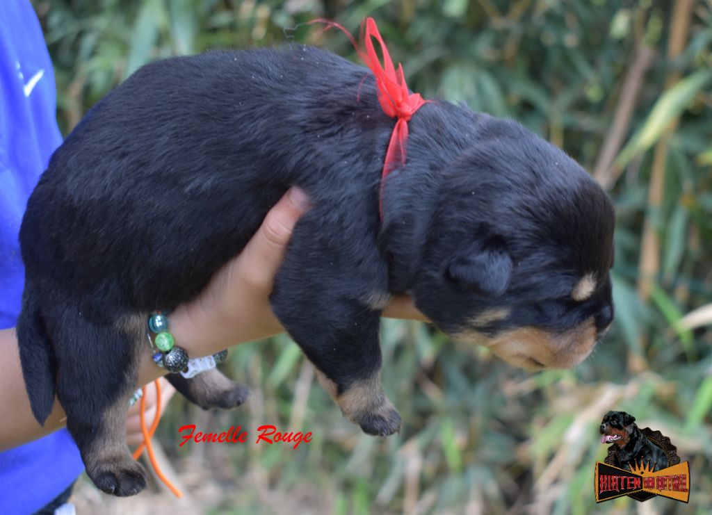 Hirten Von Rottweil - Chiots disponibles - Rottweiler