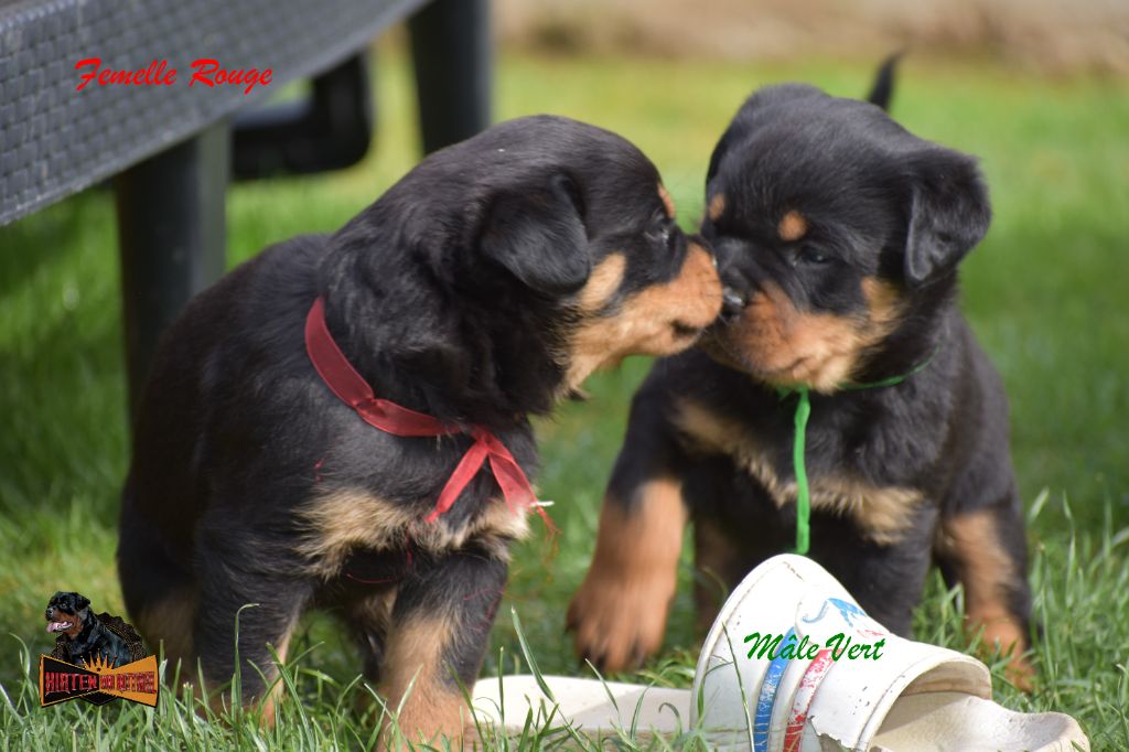 Hirten Von Rottweil - Chiots disponibles - Rottweiler