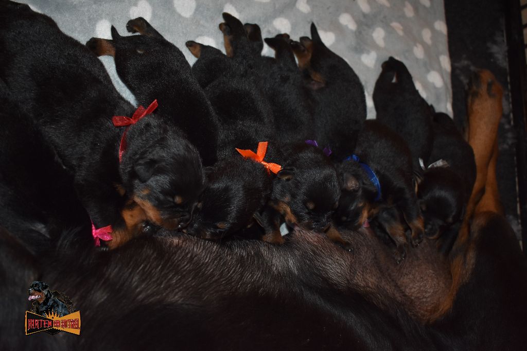 Hirten Von Rottweil - Rottweiler - Portée née le 29/01/2019