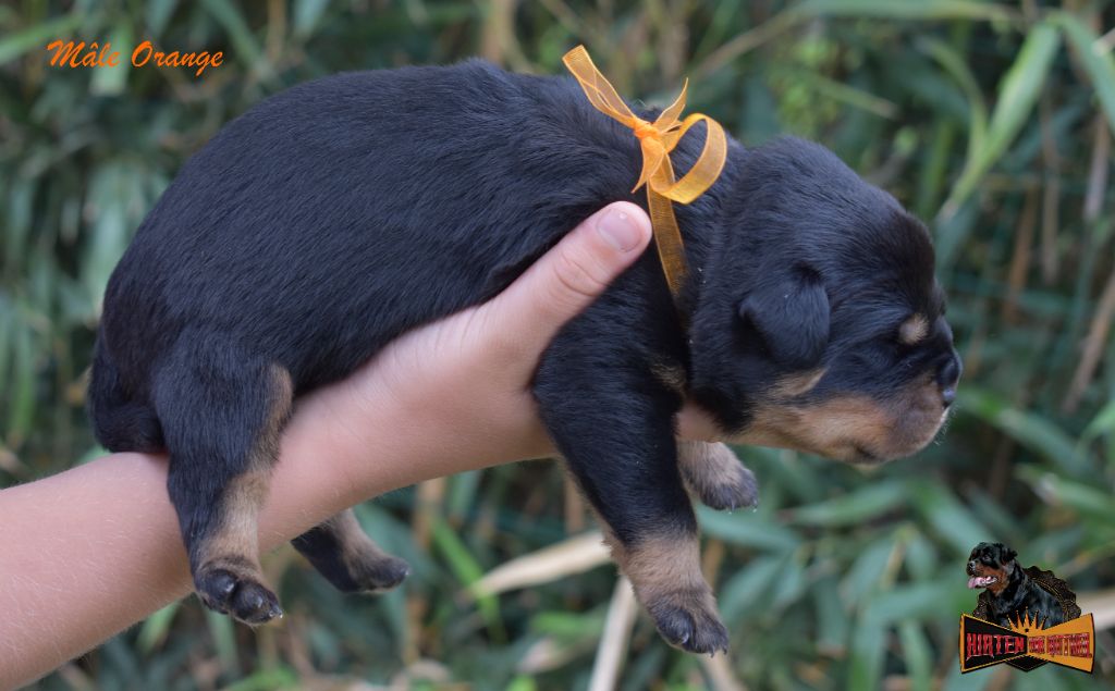 Hirten Von Rottweil - Chiots disponibles - Rottweiler