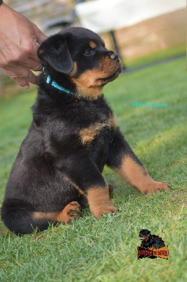 CHIOT