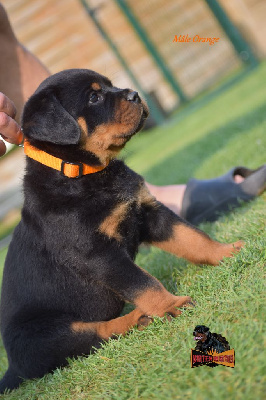 CHIOT