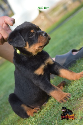 CHIOT