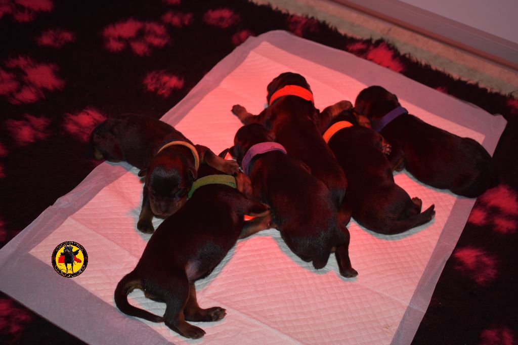 Chiot Rottweiler Hirten Von Rottweil