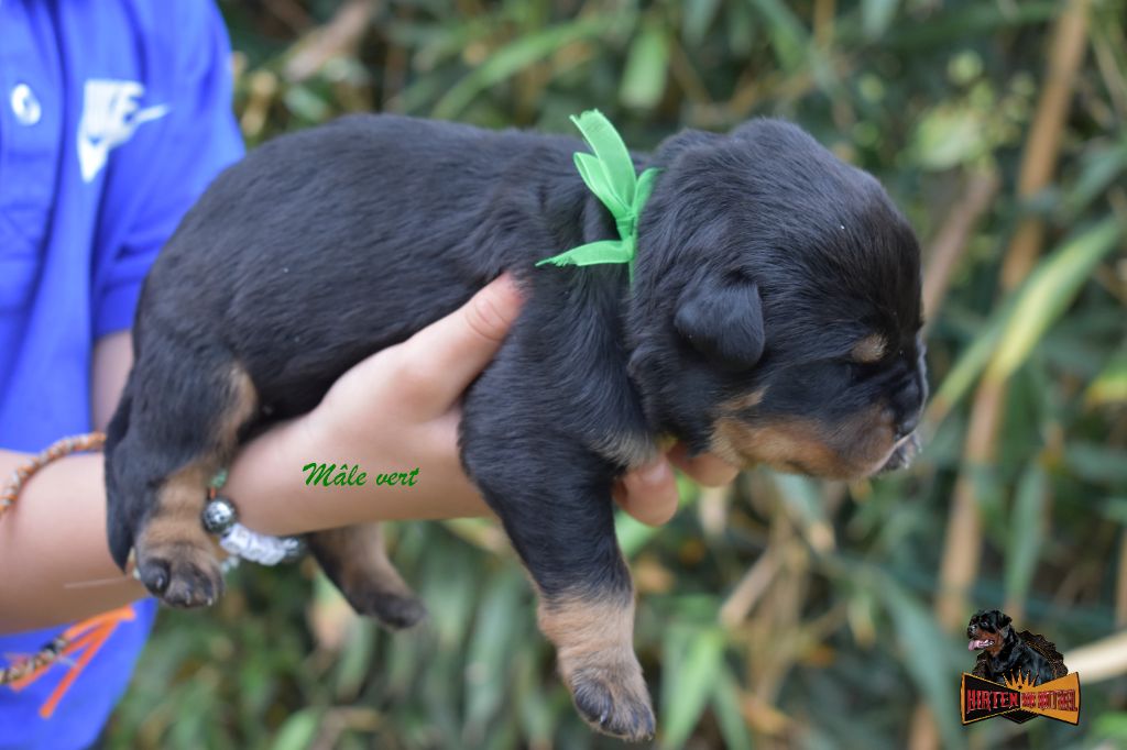 Hirten Von Rottweil - Chiots disponibles - Rottweiler